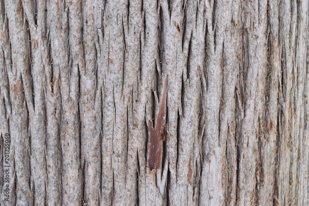 Obraz premium Closeup of a brown tree bark