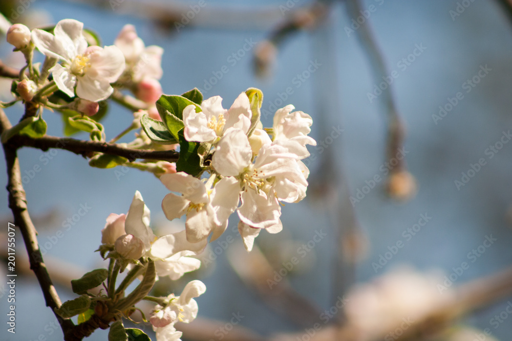 flowers of a blossoming apple tree