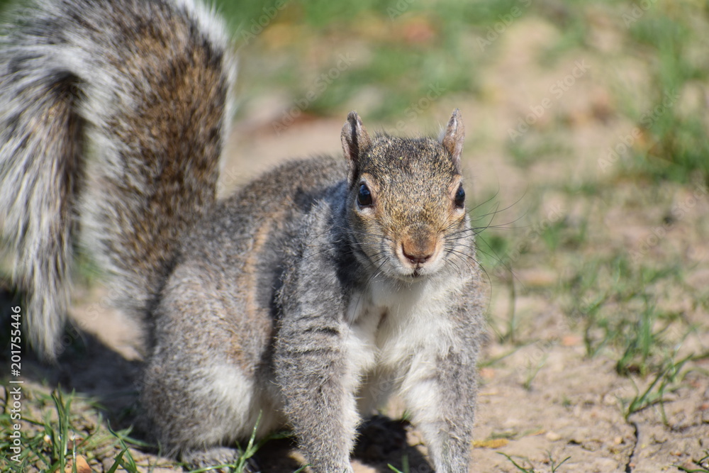 Closeup of a cute squirrel sitting in a park on a green meadow in Washington on a sunny spring day Closeup of a cute squirrel sitting in a park on a green meadow in Washington on a sunny spring day