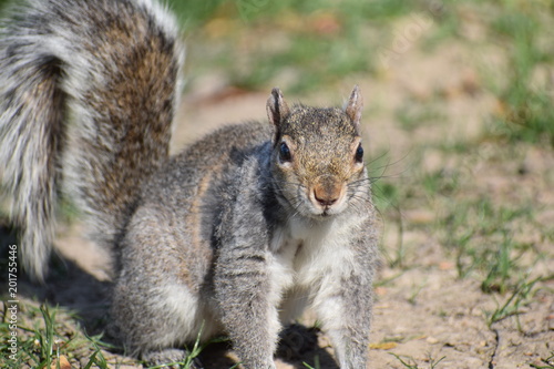 Closeup of a cute squirrel sitting in a park on a green meadow in Washington on a sunny spring day