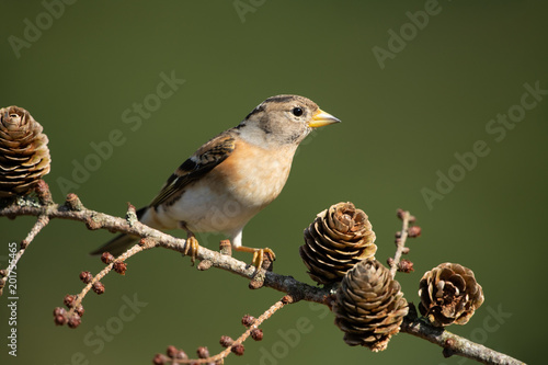 Brambling, Fringilla montifringilla photo