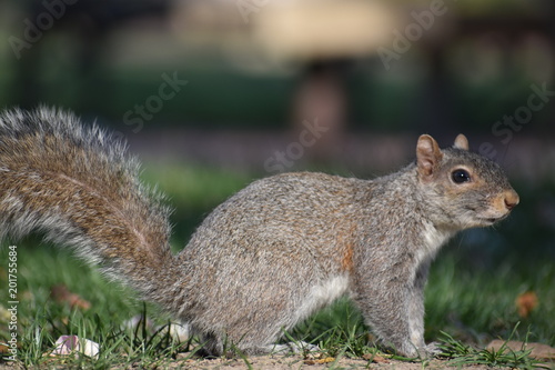 Closeup of a cute squirrel sitting in a park on a green meadow in Washington on a sunny spring day
