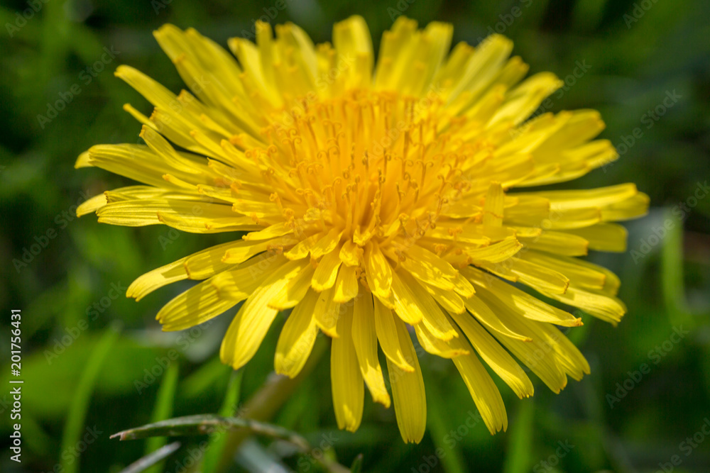 A Dandelion Close Up