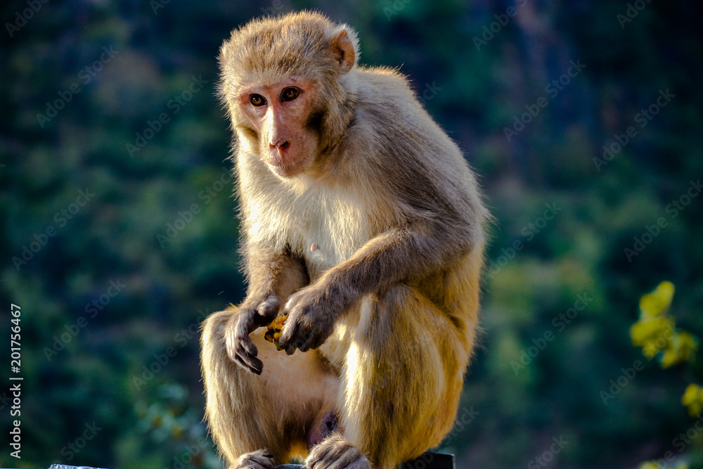 Emotional Monkey with food in his hand found in india