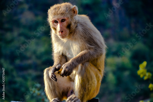 Emotional Monkey with food in his hand found in india © Tarun