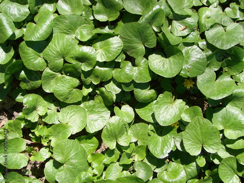 Live carpet of green leaves and yellow spring pilewort Ficaria verna