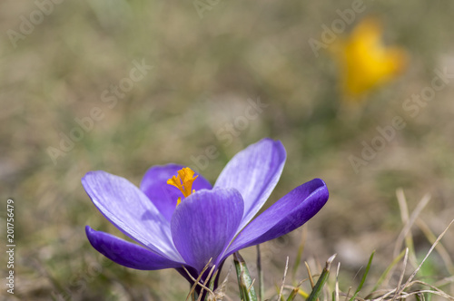 Crocus vernus in bloom, violet purple ornamental springtime flower with orange center