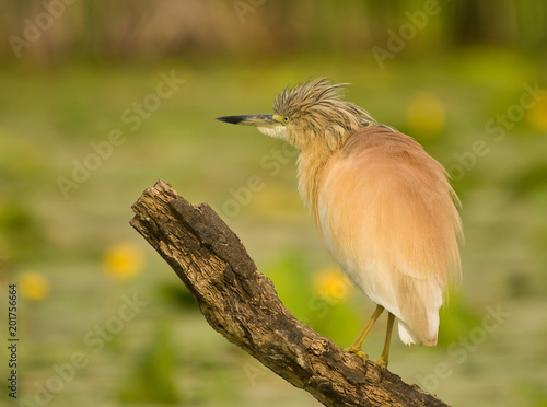 Squacco Heron (Ardeola ralloides) on a Branch with natural water lily background at sunset