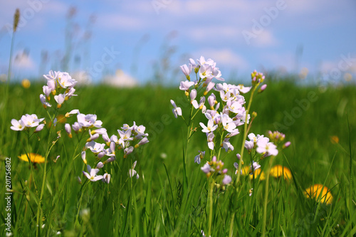 wiesenschaumkraut   insektenwiese