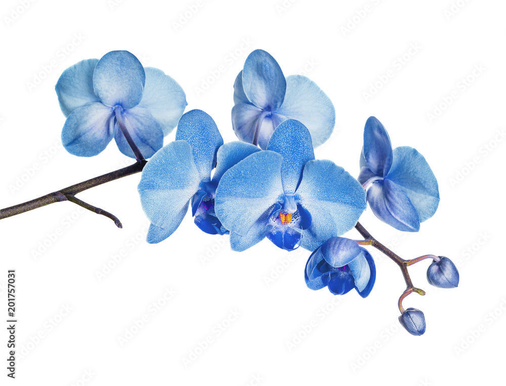Fototapeta premium Błękitna orchidea na białym tle