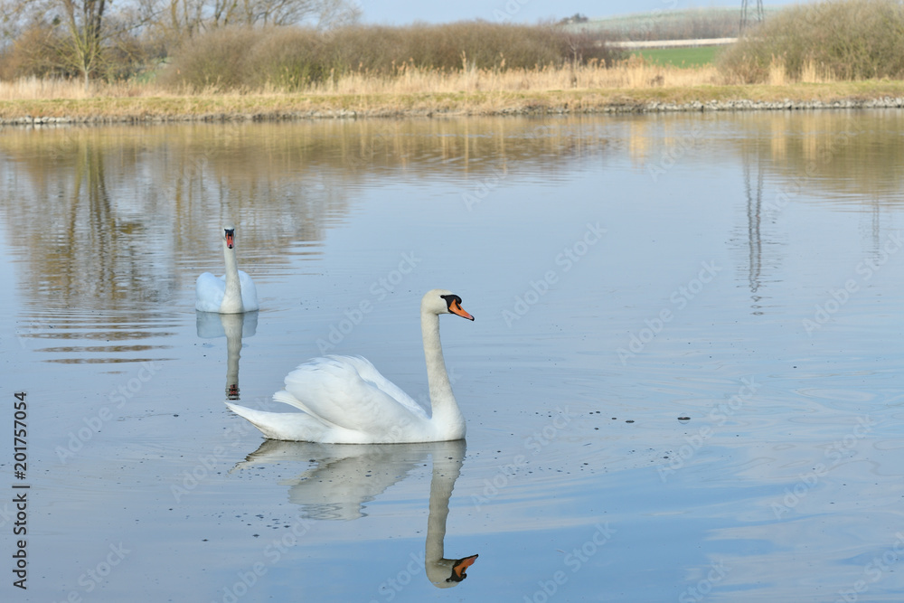 pair of white swan floating on the water lake close up pair of white swan floating on the water lake close up