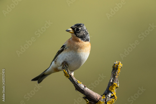 Brambling, Fringilla montifringilla photo