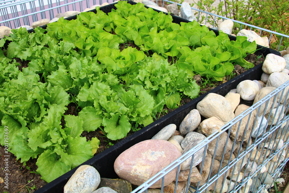 junger salat im hochbeet eigenanbau StockFoto Adobe Stock
