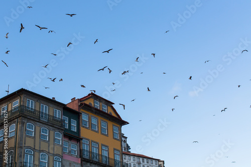 Seagulls over the houses in old Porto downtown, Portugal.