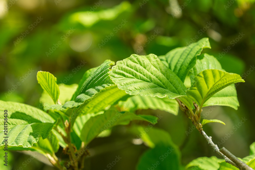 Grüne Blätter an Zweigen im Frühling Grüne Blätter an Zweigen im Frühling