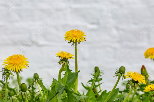 Dandelion Flowers Against A White Wall