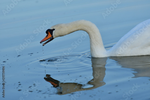 white swan drinks water from the lake drops reflexion