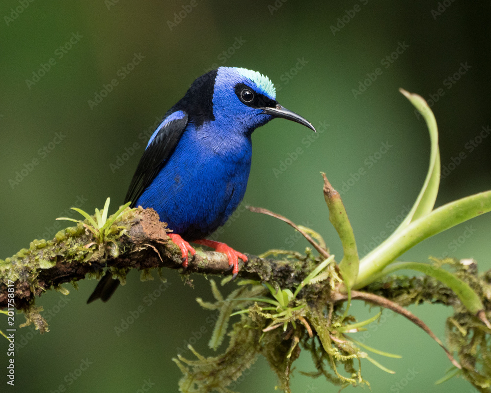 Red-legged Honey-creeper perched on a branch with plants Red-legged Honey-creeper perched on a branch with plants