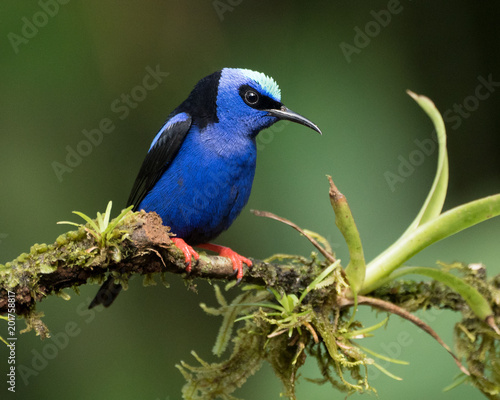 Red-legged Honey-creeper perched on a branch with plants