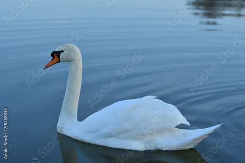 Fototapeta Naklejka Na Ścianę i Meble -  pair of white swan floating on the water lake close up 