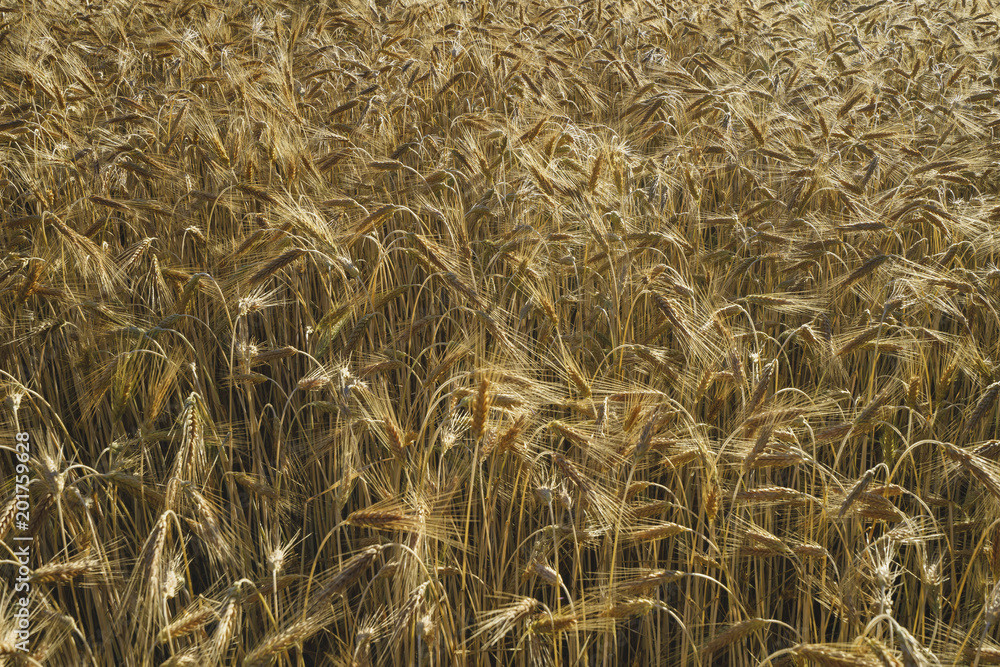Wheat planted field, early autumn, Sunny. Wheat planted field, early autumn, Sunny.
