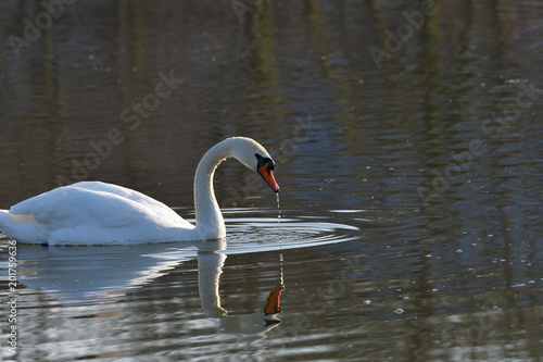 pair of white swan floating on the water lake close up 