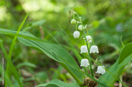 closeup of lily of the valley flowers in the forest