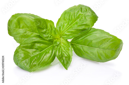 Fresh green basil herb leaves isolated on white background