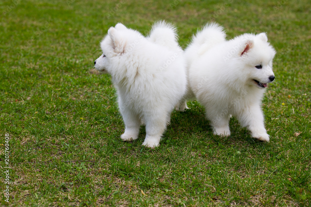 White Samoyed Puppy Dog