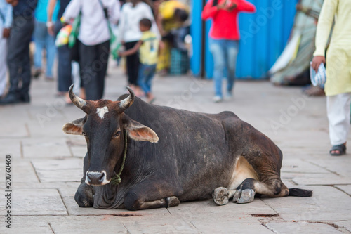 Cow lies in streets of the Indian city.
