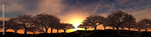blossoming trees on a sunset background, panorama of flowering cherries under the sun, 3D rendering 