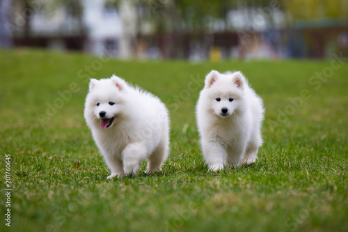 White Samoyed Puppy Dog © Smart Future