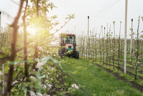 Tractor working in an apple orchard. Spraying blossoming flower trees. 
