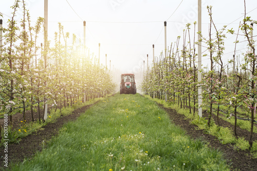 Photo Apple orchard fruit production