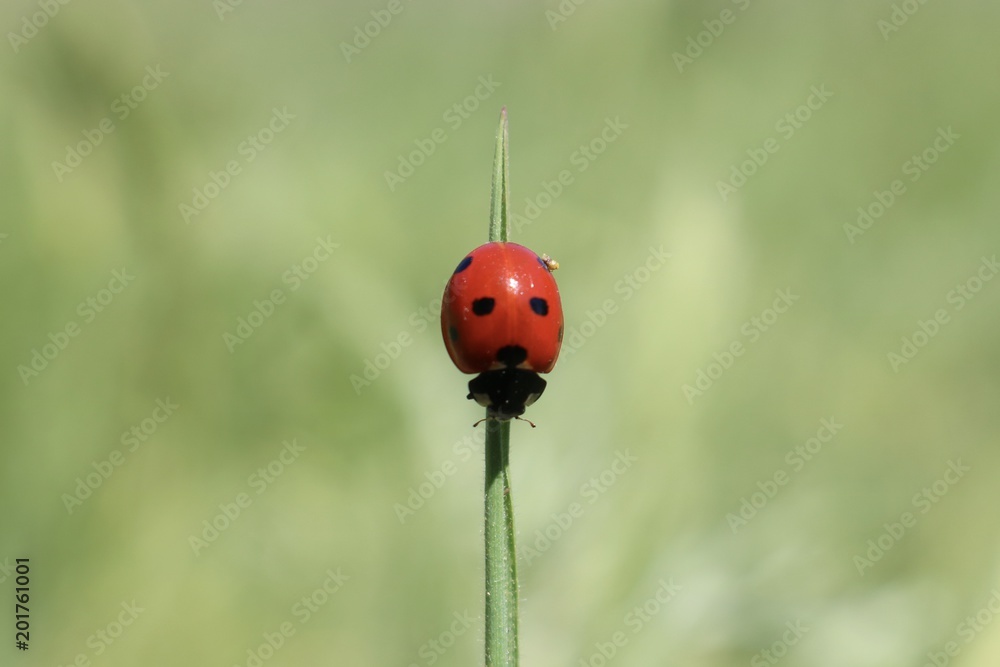 Fototapeta premium Red ladybug on stalk of grass in selective focus
