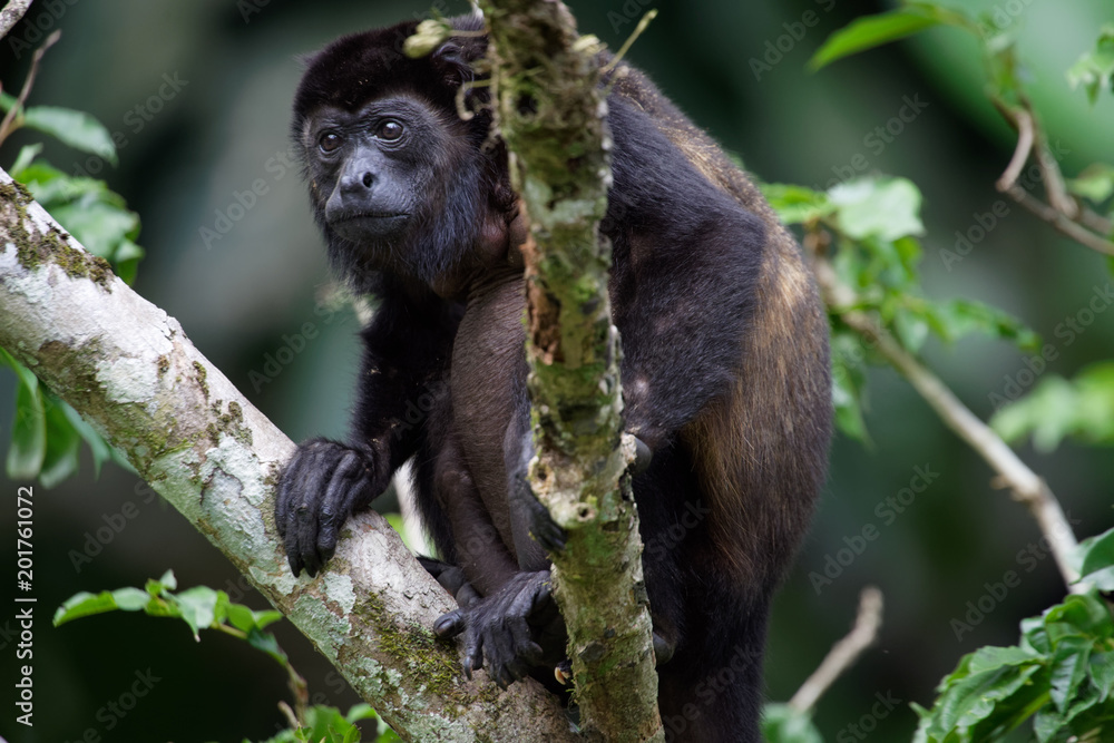 Fototapeta premium Manteled howlers (Alouatta palliata) live in the rainforests of Central America. They are also called golden-mantled howling monkey.