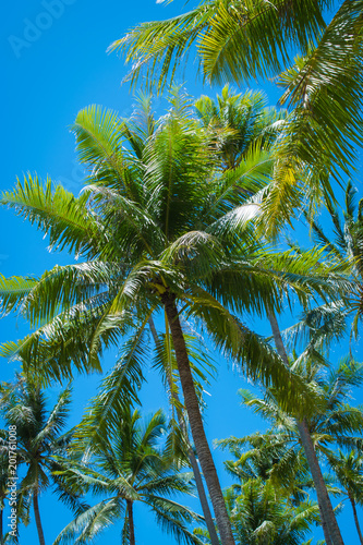 Coconut palm tree