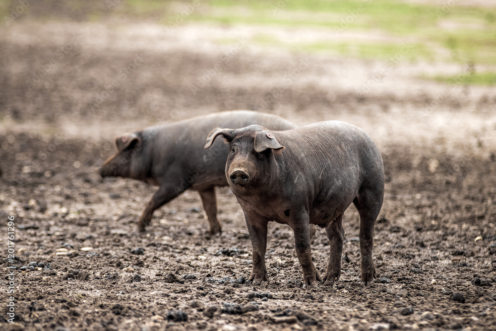Cerdo ibérico de la dehesa de Extremadura mirando a cámara en primer plano