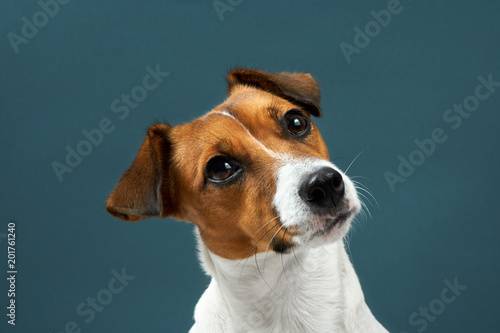 Portrait of a dog breed of Jack Russell a dark grey background. Background for your text and design 