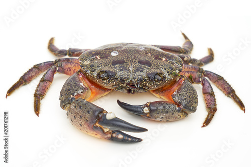 Large sea crab from the waters of the Black Sea on a white background close-up. Sea delicacy
