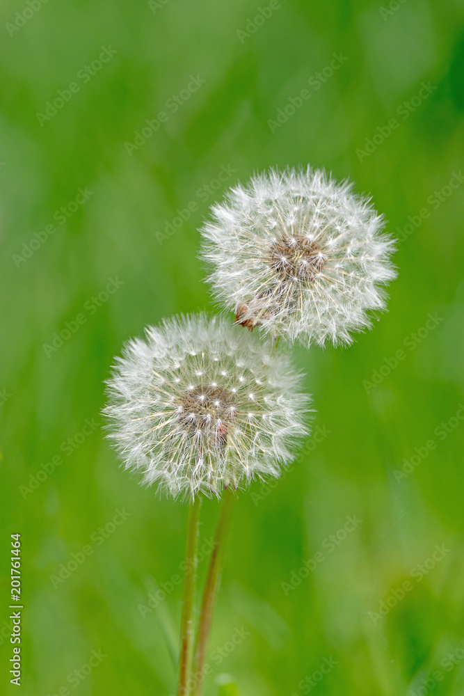 Reifer Löwenzahn Samen /  Blüte vor weichem unscharfem grünem Hintergrund 