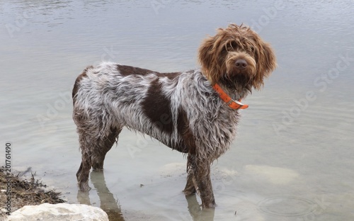 Wire-haired pointing griffon or Korthals standing in the water