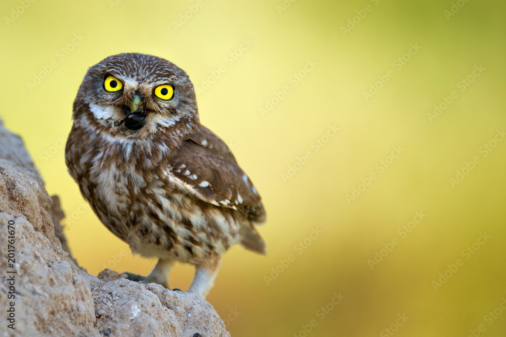A little owl (Athene noctua) stands with prey in beak near his hole A little owl (Athene noctua) stands with prey in beak near his hole