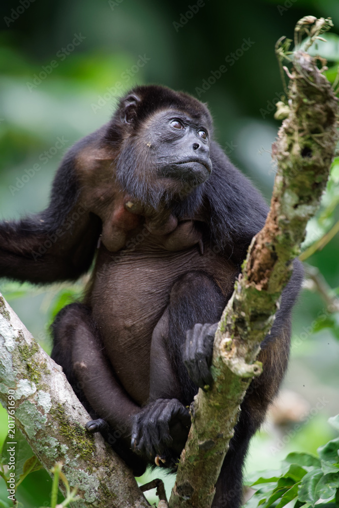 Obraz premium Manteled howlers (Alouatta palliata) have a special diet: They are the only Central American monkeys that eat large quantities of leaves.