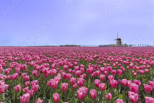 Fototapeta Naklejka Na Ścianę i Meble -  Dutch windmill in a purple red tulips bulb farm plantation under a sunny blue sky in spring time