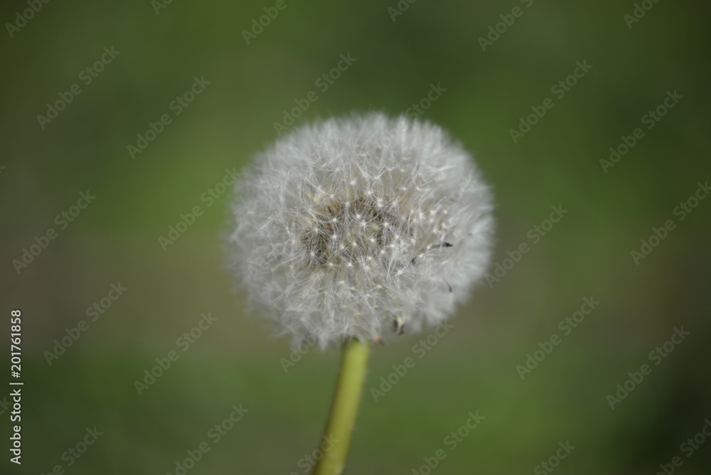 Pissenlit en macro Pissenlit en macro