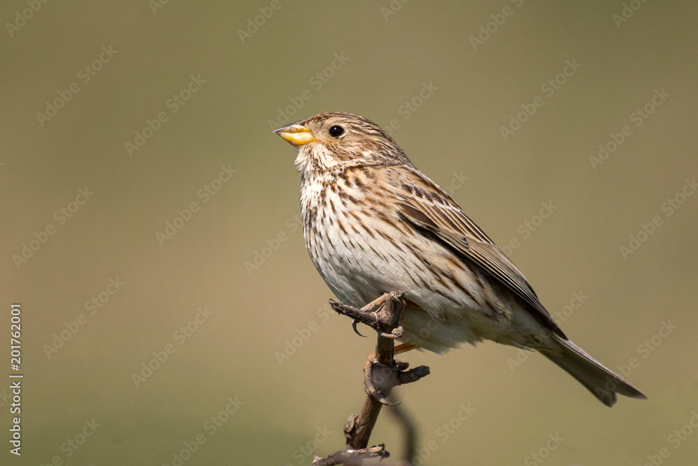 Fototapeta premium Corn Bunting (Miliaria calandra) is sitting on a beautiful background