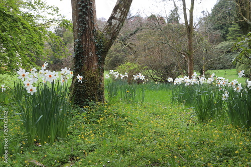 Fototapeta Naklejka Na Ścianę i Meble -  Daffodils in a Woodland Garden