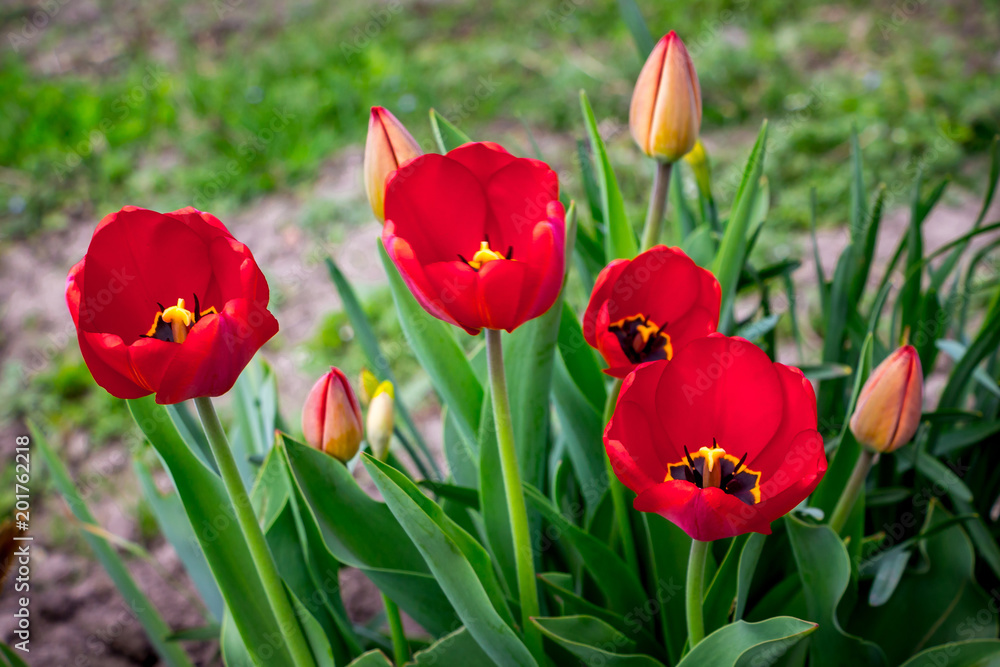 Red tulips on the flower bed. A gift in honor of the holiday_