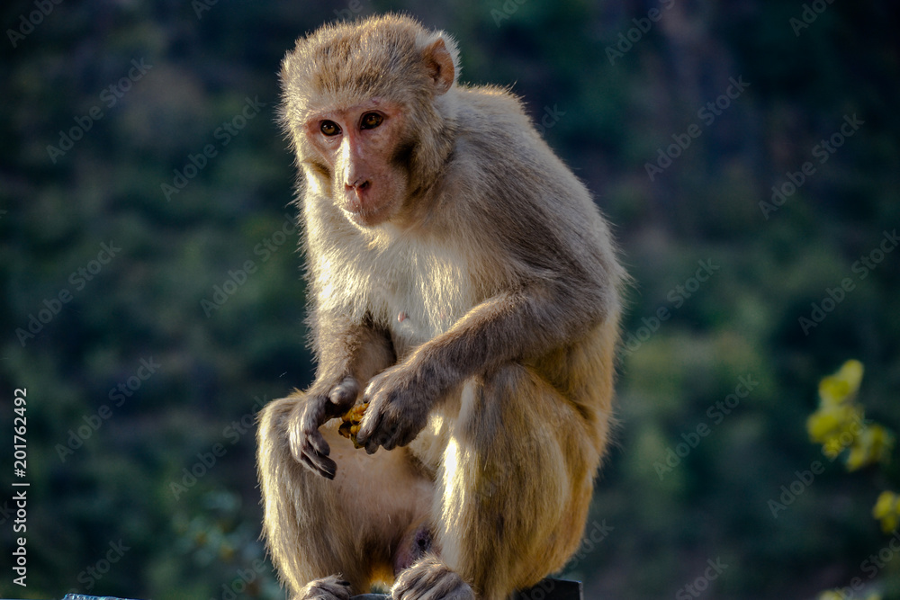 Emotiona hungry monkey found in india with food in his hand Emotiona hungry monkey found in india with food in his hand